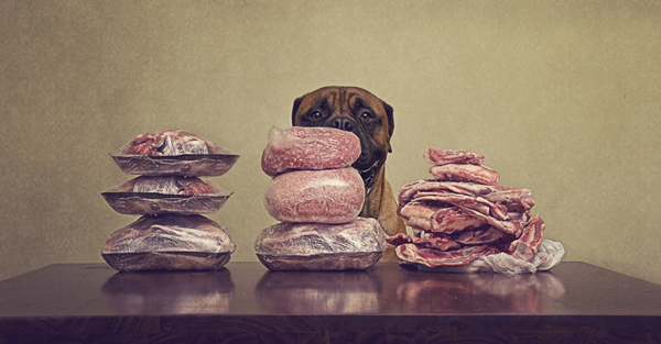 dog photos