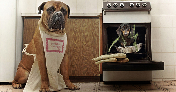 dog photos