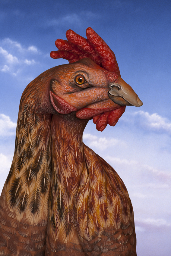 Guido Daniele Handimals
