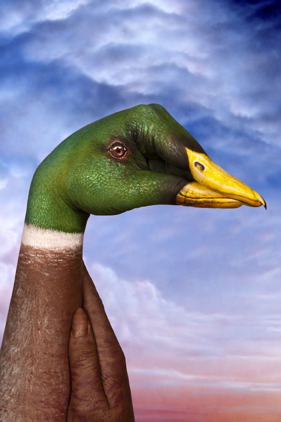 Guido Daniele Handimals