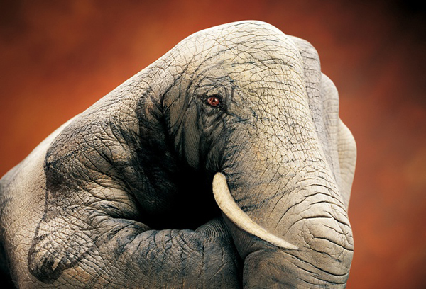 Guido Daniele
