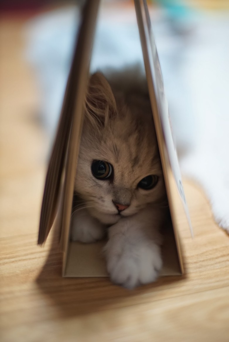 beautiful cat photos