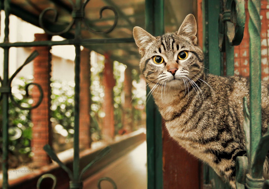 beautiful cat photos