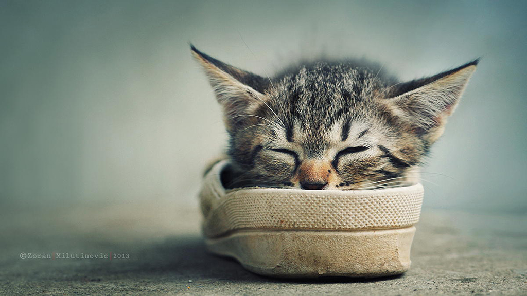 beautiful cat photos
