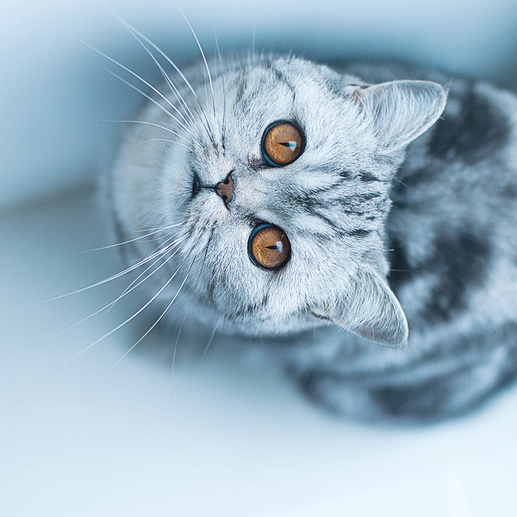 15 Lovely Pictures of Cats