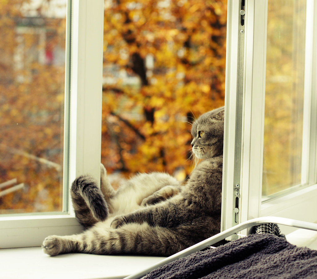 beautiful cat photos