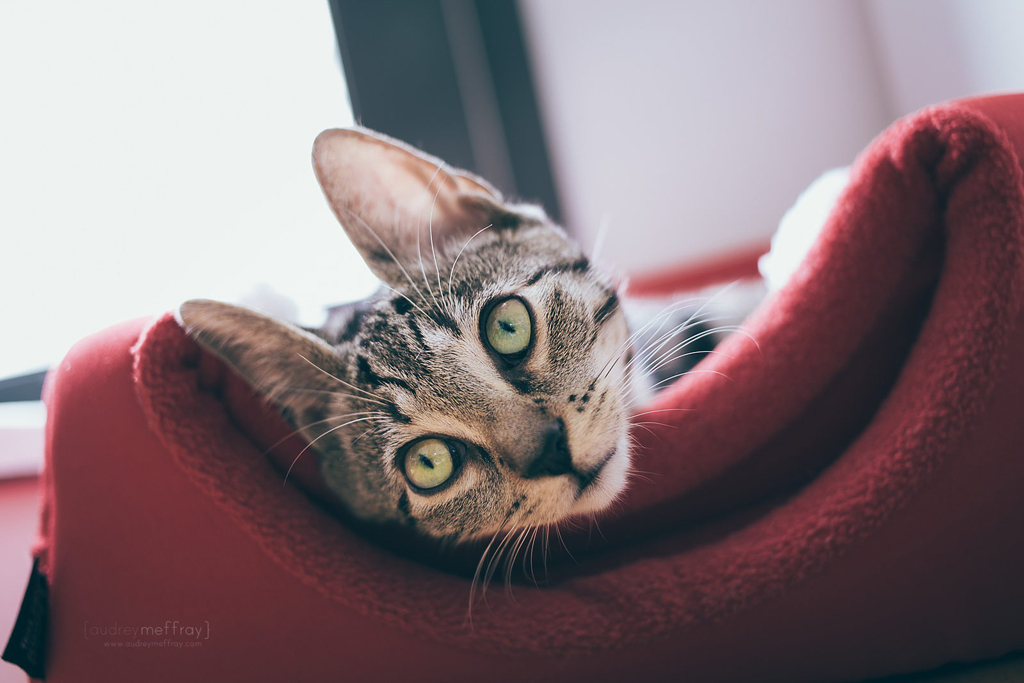 beautiful cat photos