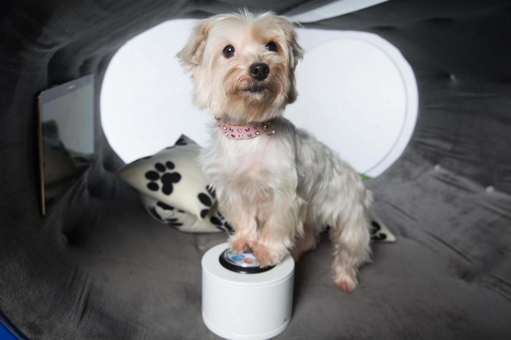 Luxurious Dream Doghouse by Samsung