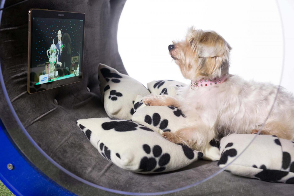 Luxurious Dream Doghouse by Samsung