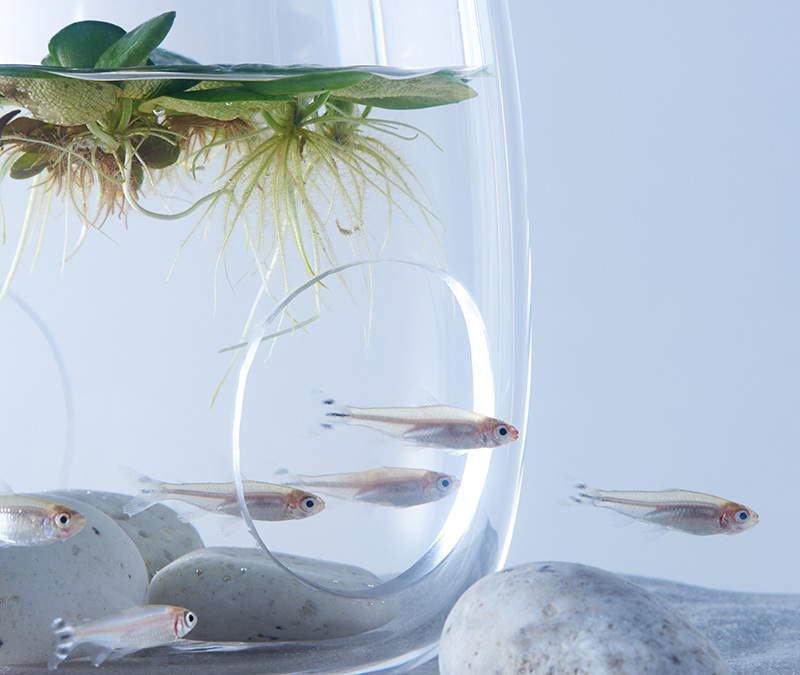 Aquariums Filled With 3D Printed Flora by Designer Haruka Misawa