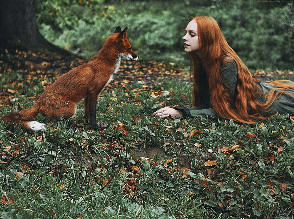 fox Alice photo