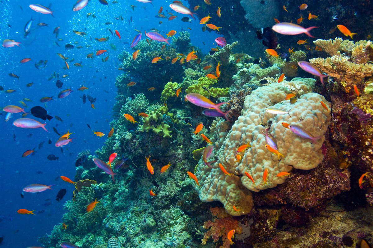 The Great Barrier Reef, Australia