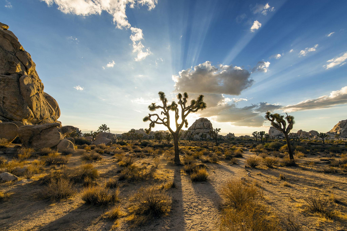 Joshua Tree National Park, USA