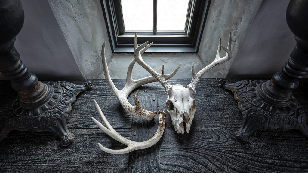 deer skull