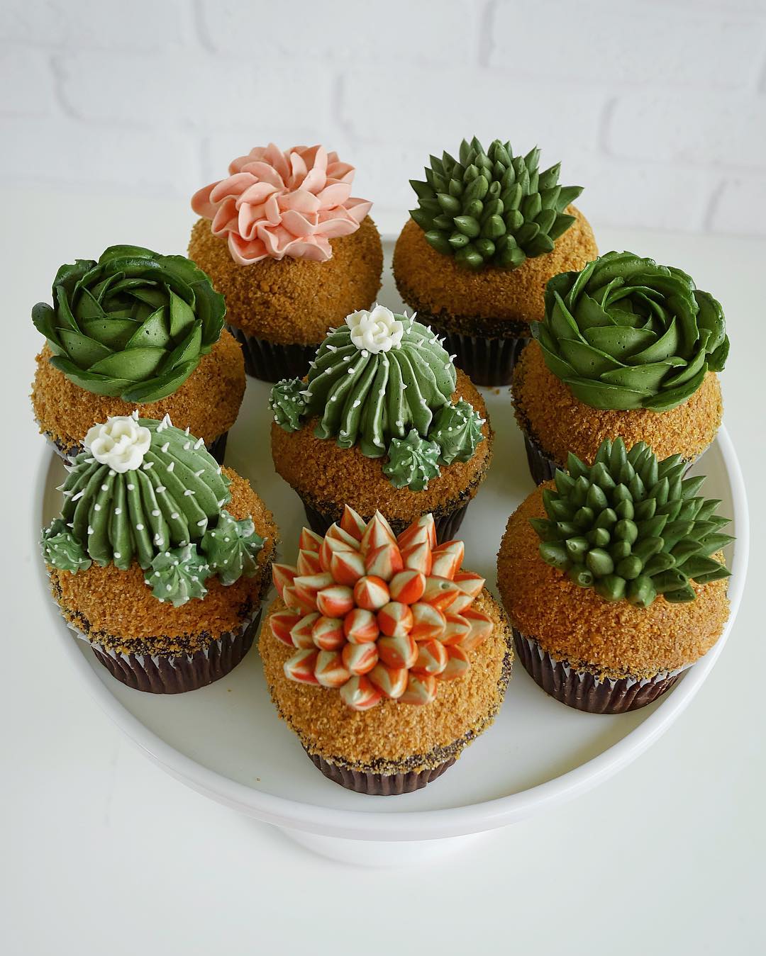 succulent cakes