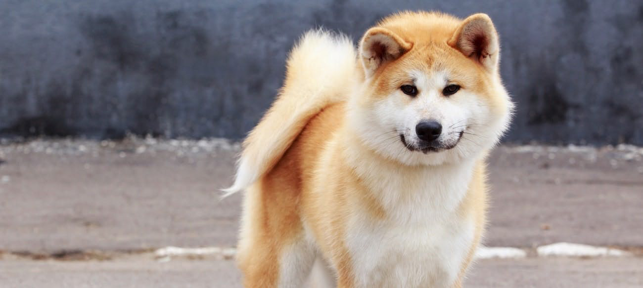 Akita