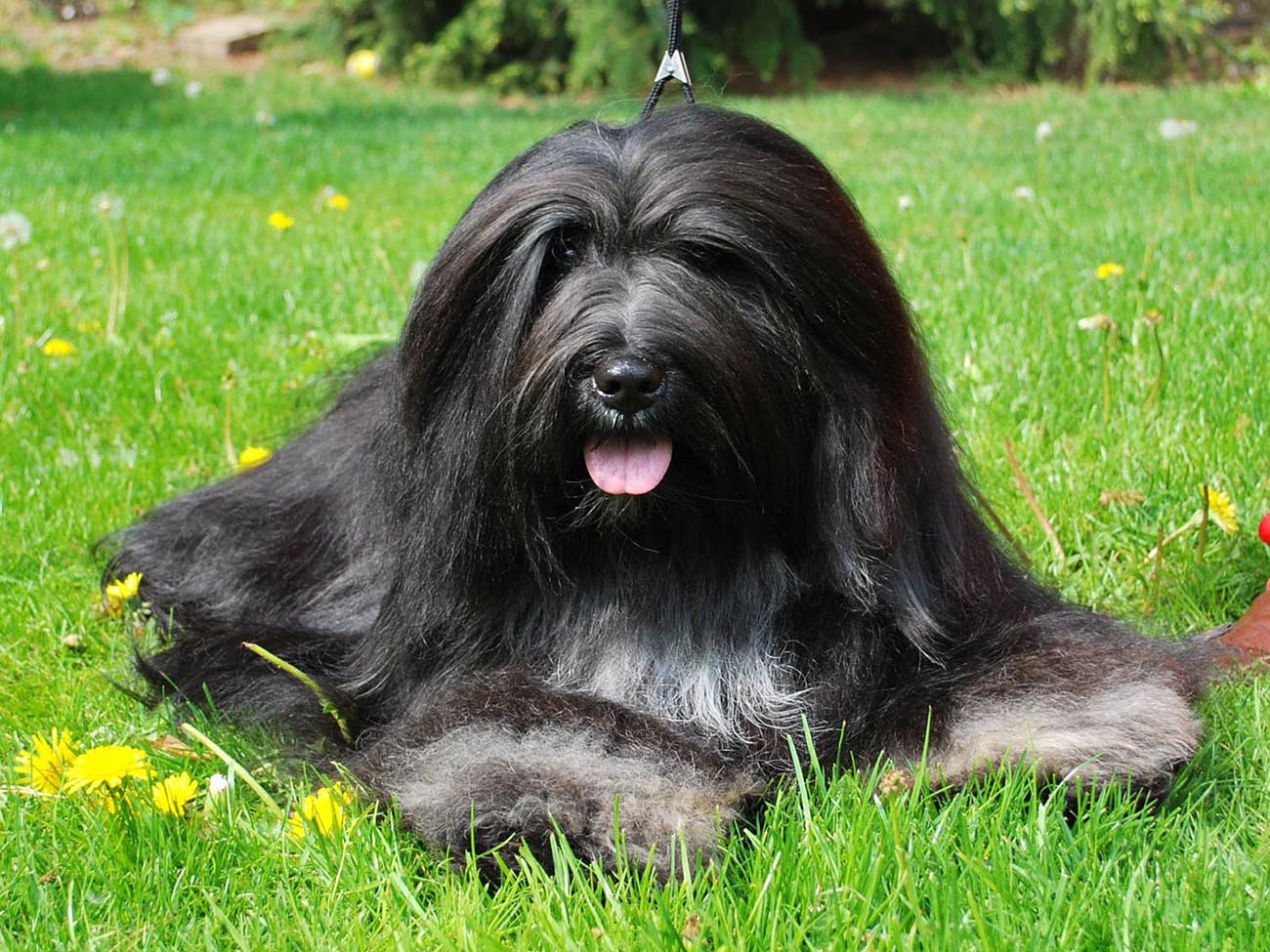 Bearded Collie