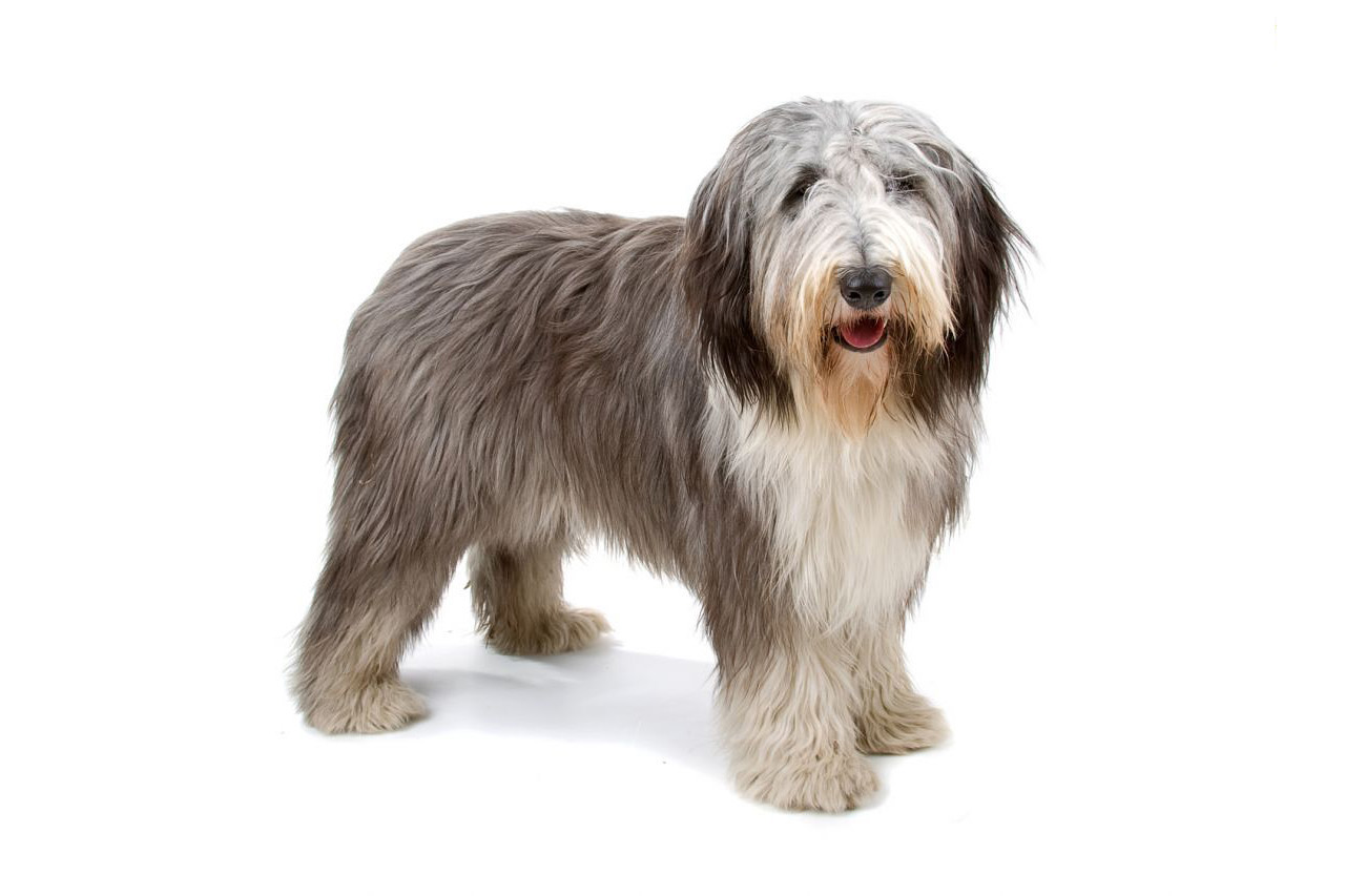 Bearded Collie