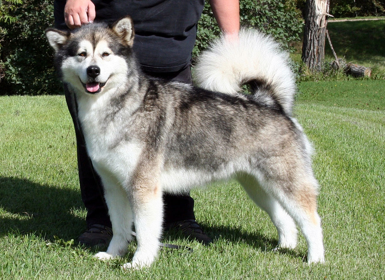 Canadian Eskimo Dog