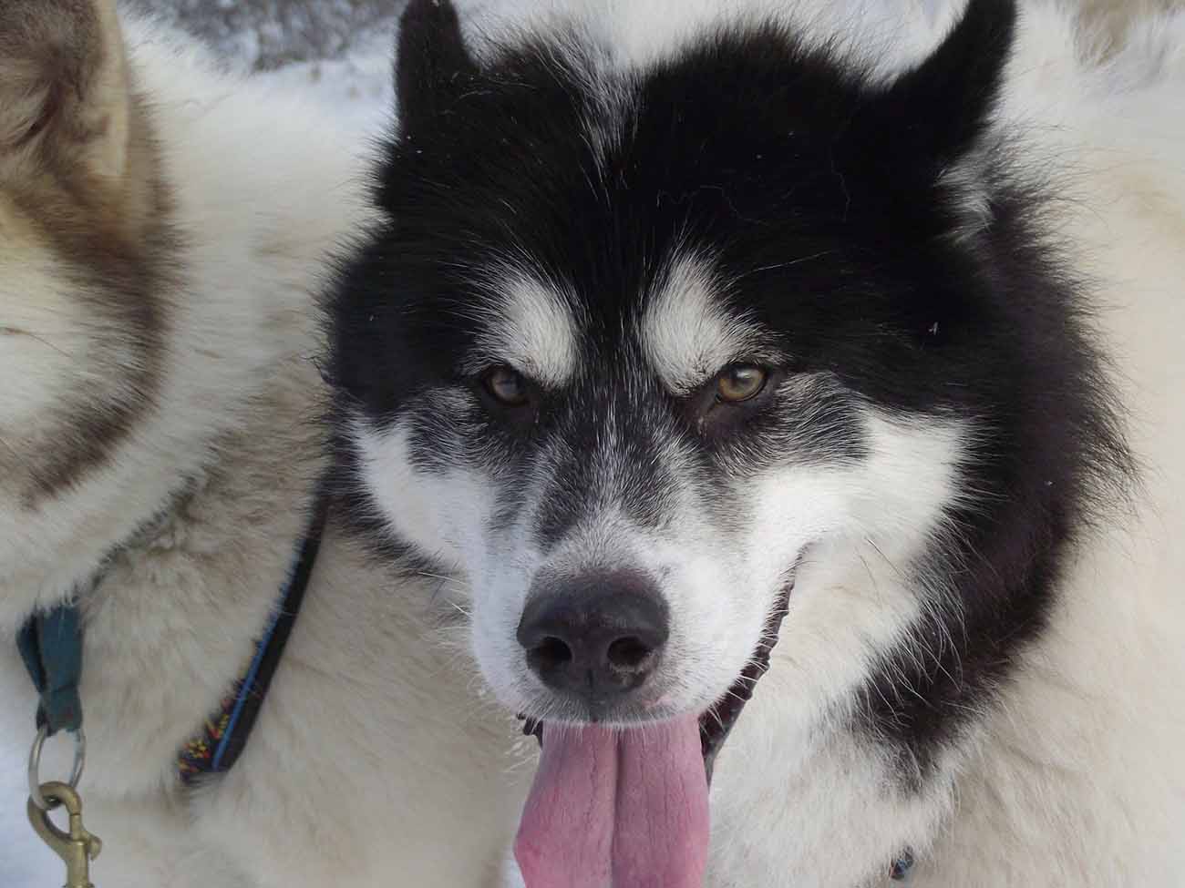 Canadian Eskimo Dog