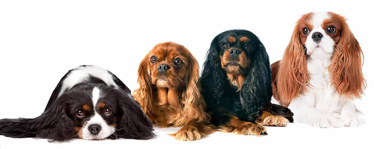 Cavalier King Charles Spaniel