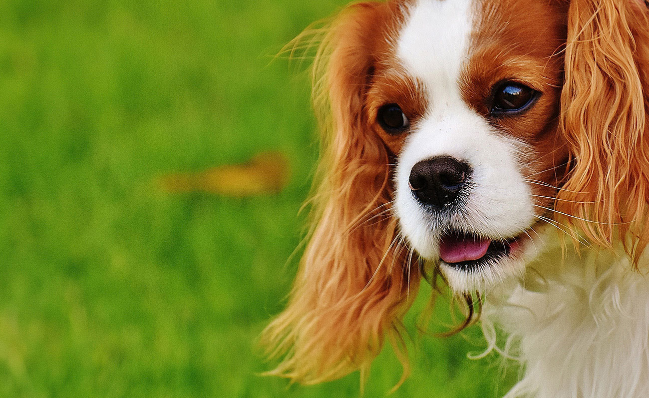 Cavalier King Charles Spaniel