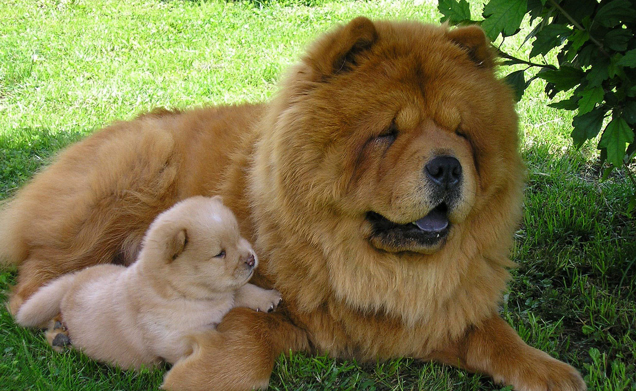 Chow Chow