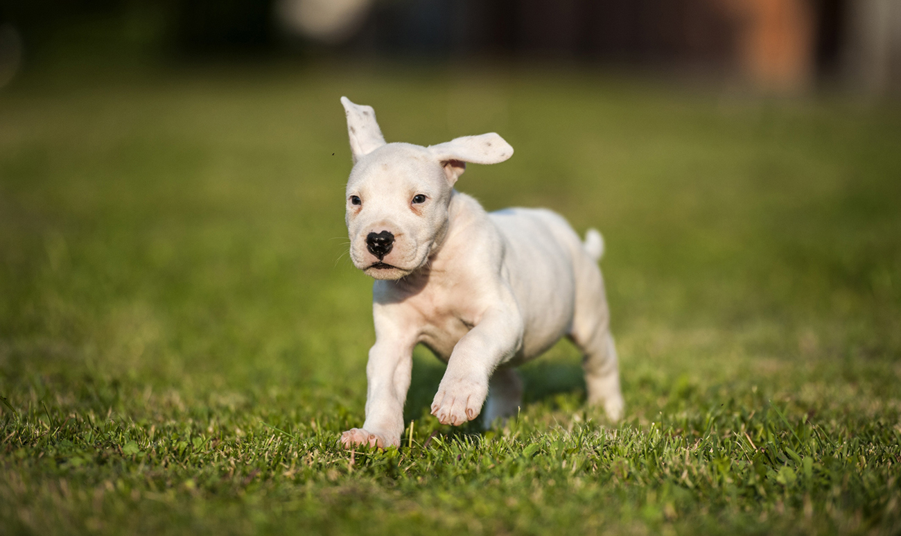 Dogo Argentino