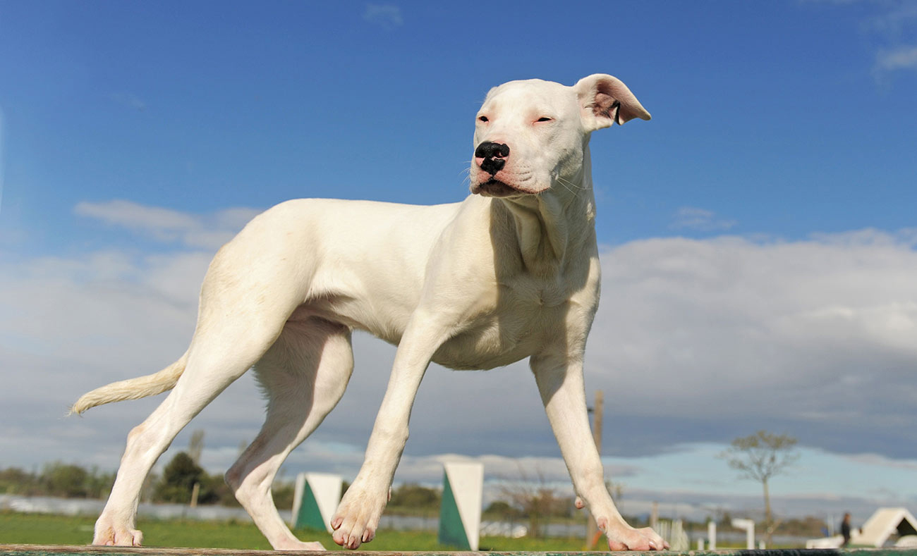 Dogo Argentino