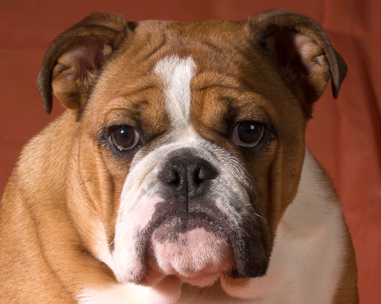 English Bulldog