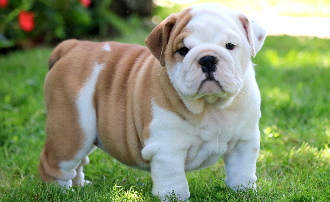 English Bulldog