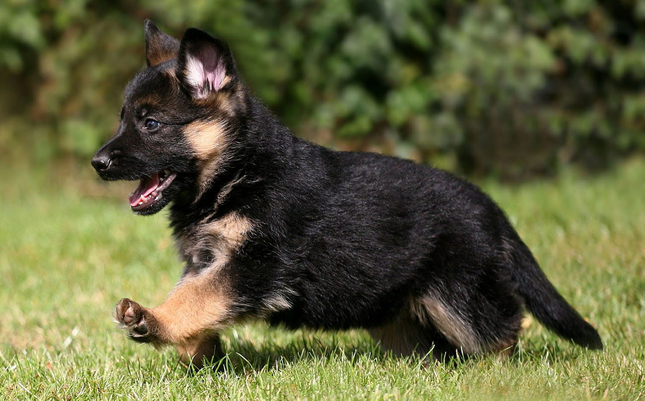 German Shepherd