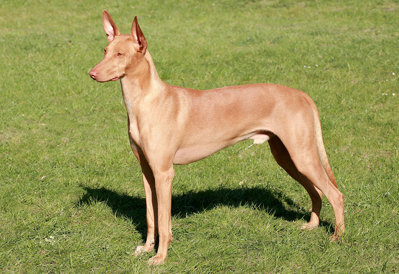 Pharaoh Hound