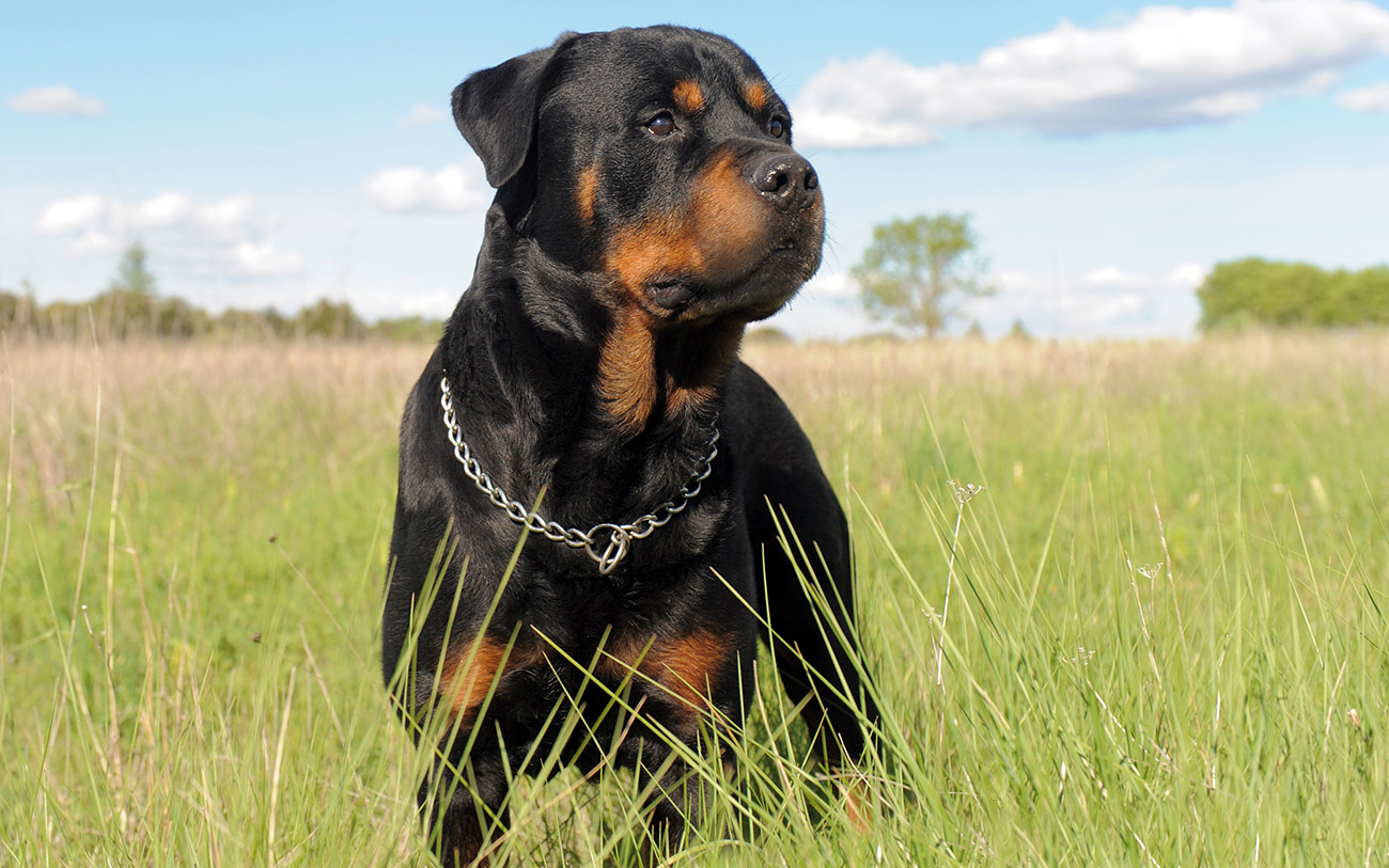 Rottweiler