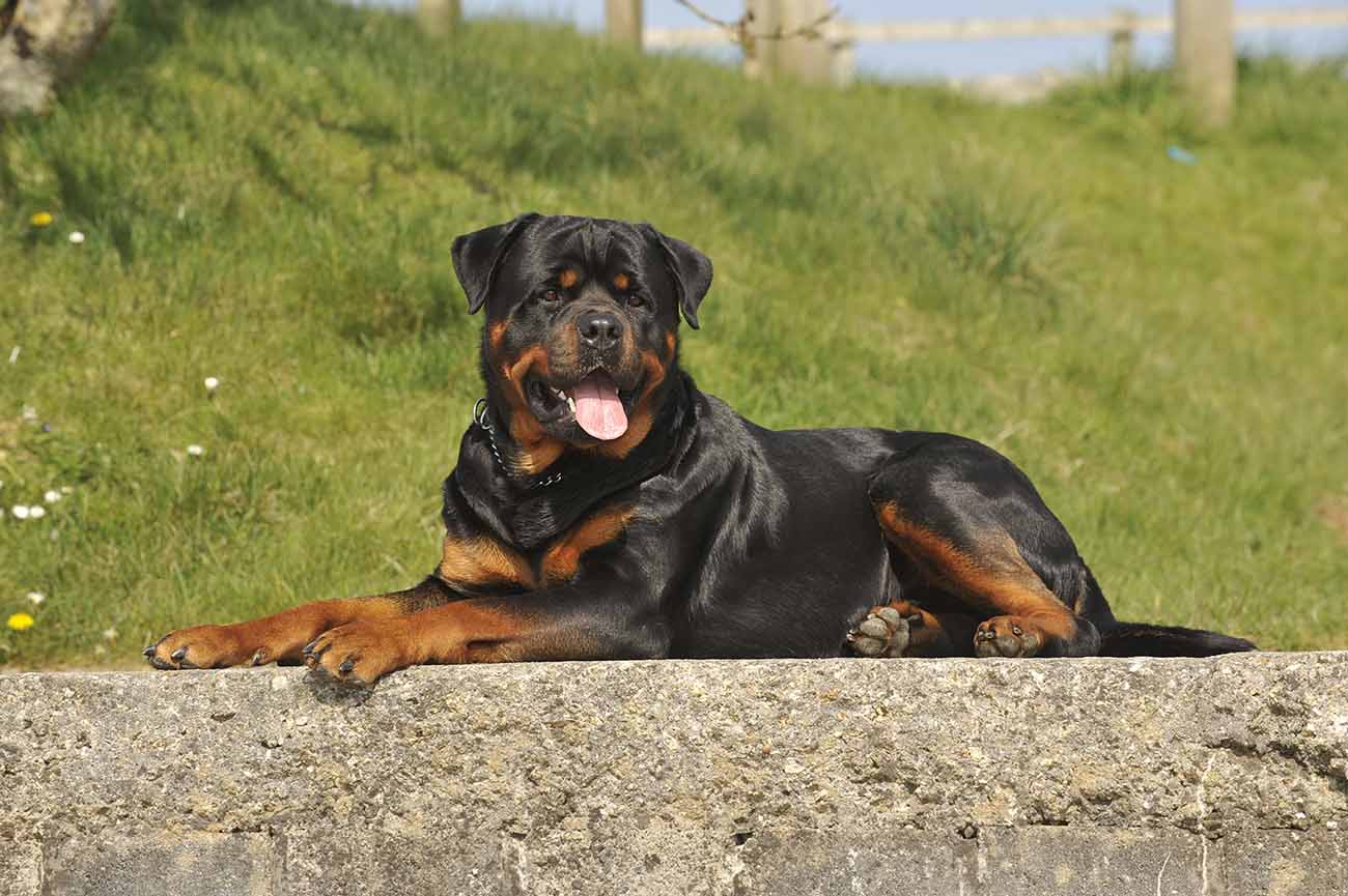 Rottweiler