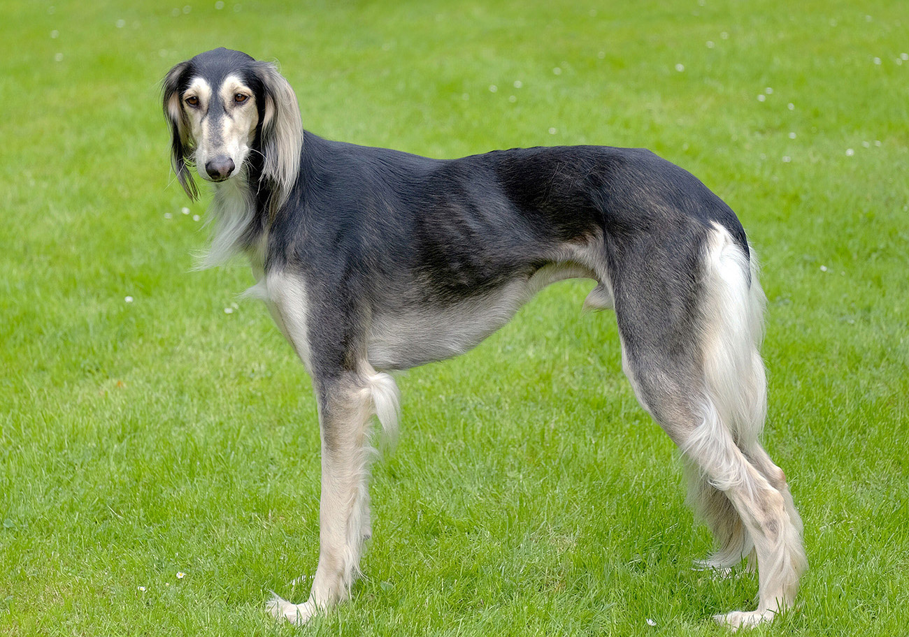 Saluki