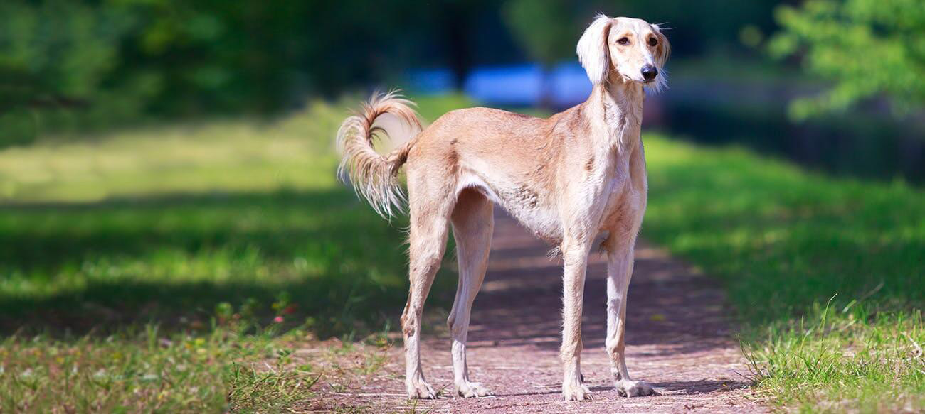 Saluki