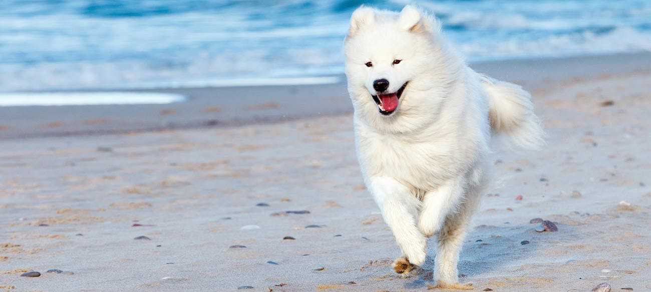 Samoyed