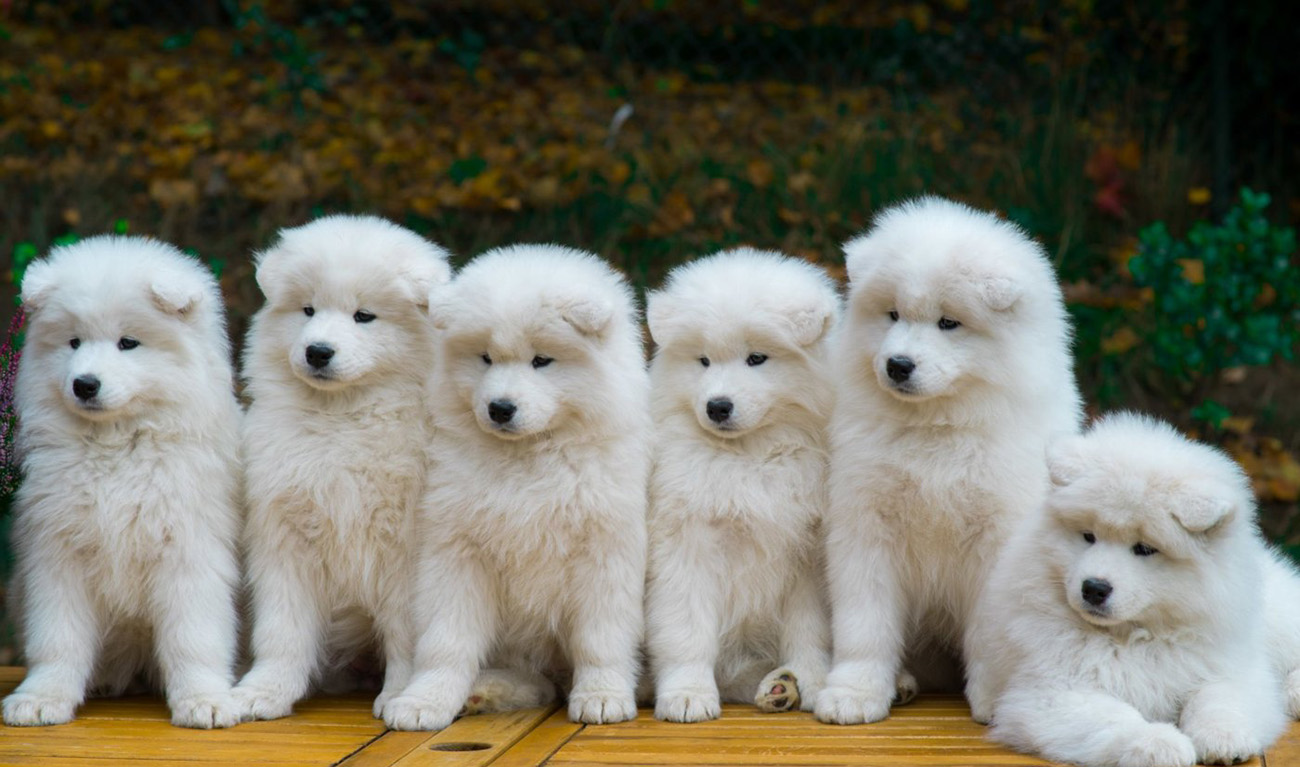 rare expensive dog breeds