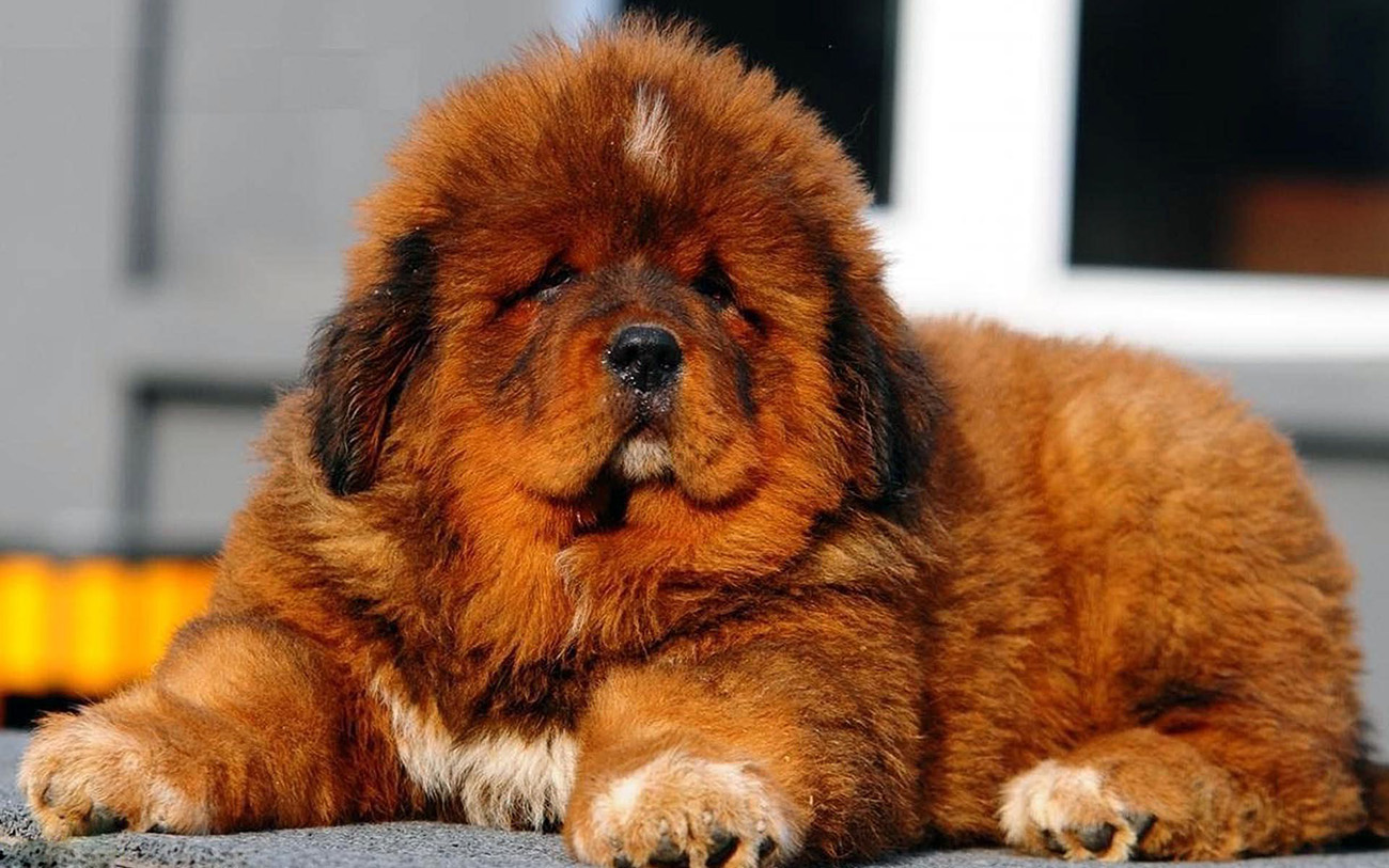 Top 15 Most Expensive Dog Breeds In The World