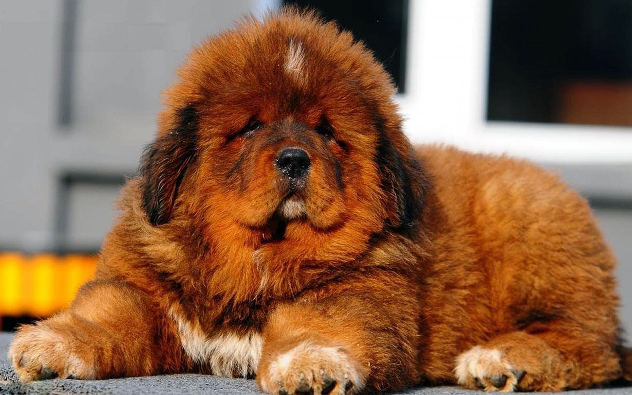 Tibetan Mastiff