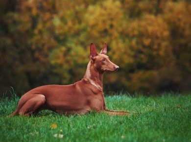Top 15 Most Expensive Dog Breeds In The World