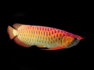 Top 10 Most Expensive Fish in the World