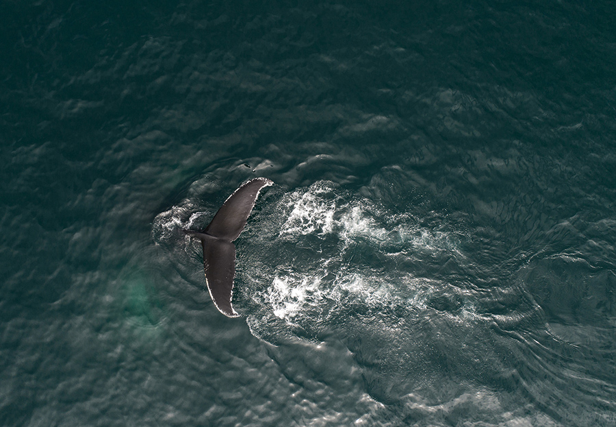whale tail photo
