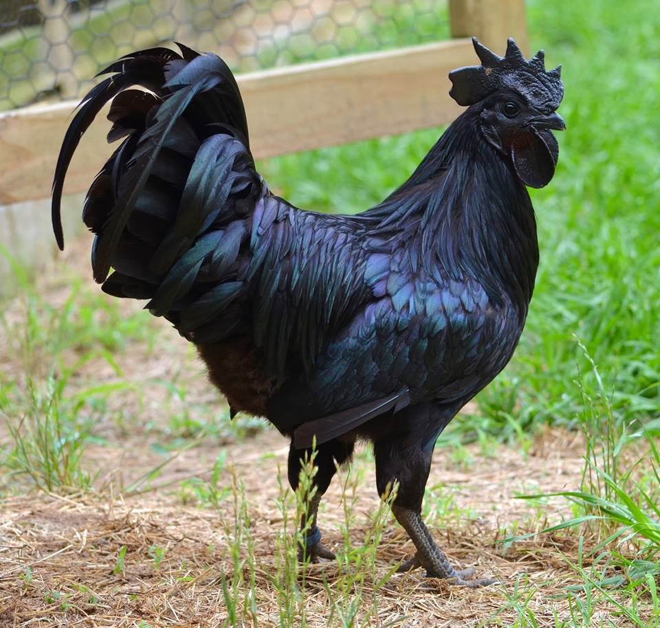 Ayam Cemani most expensive chicken in the world
