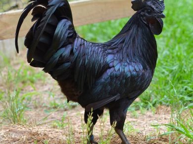 Top 11 Most Expensive Chickens in the World