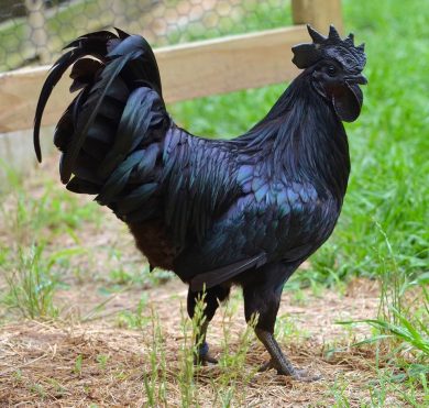 Top 11 Most Expensive Chickens in the World
