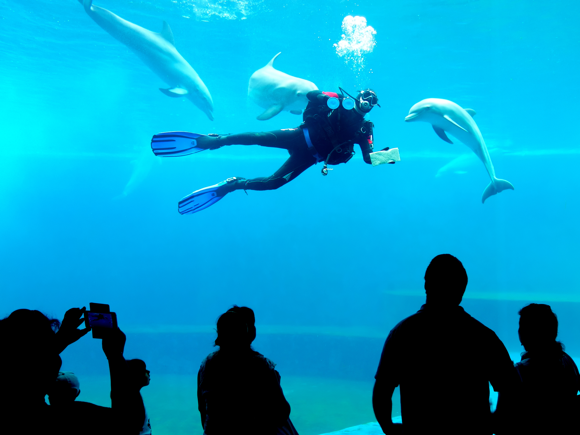 Aquarium of Genoa