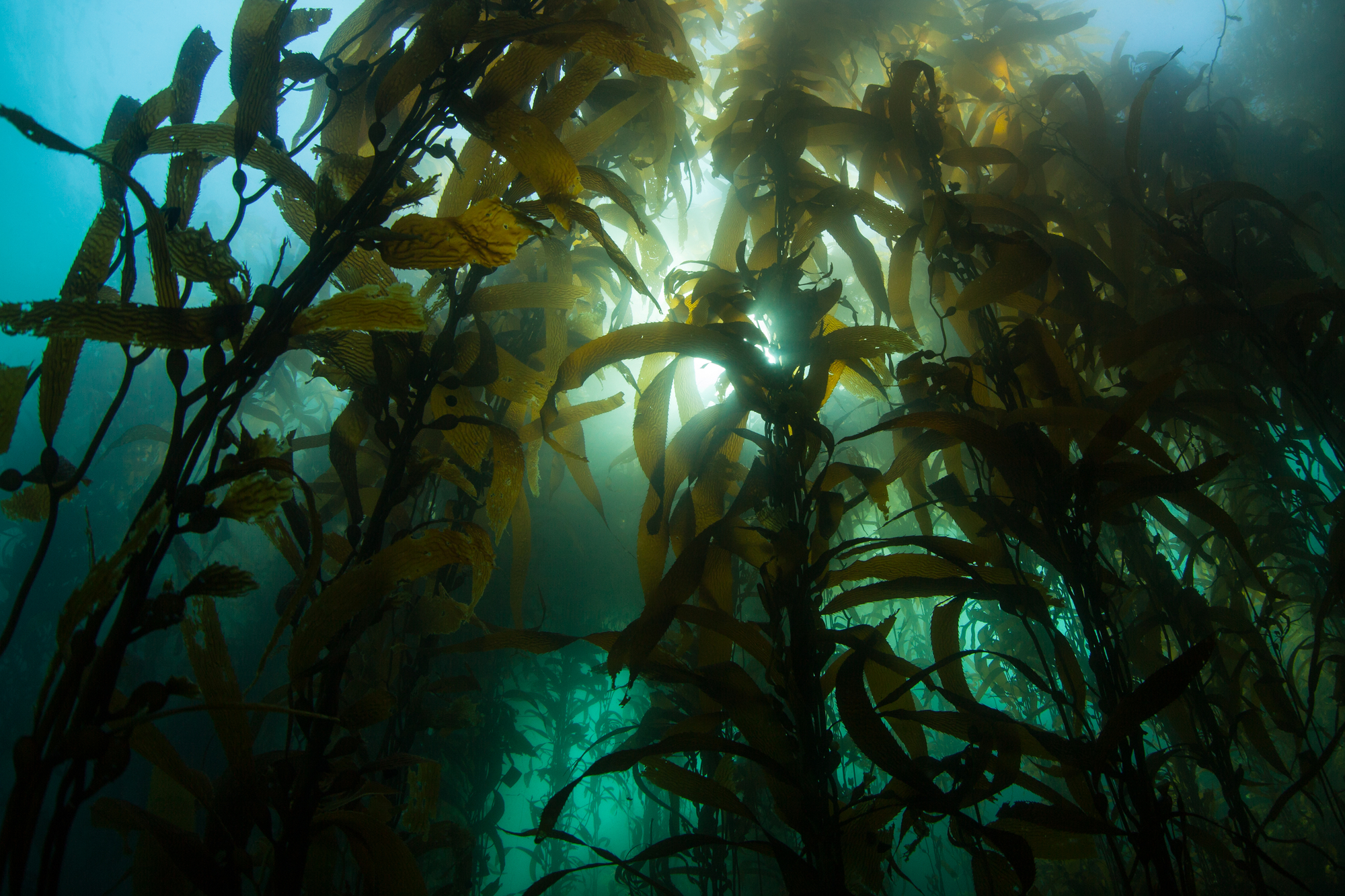 Monterey Bay Aquarium