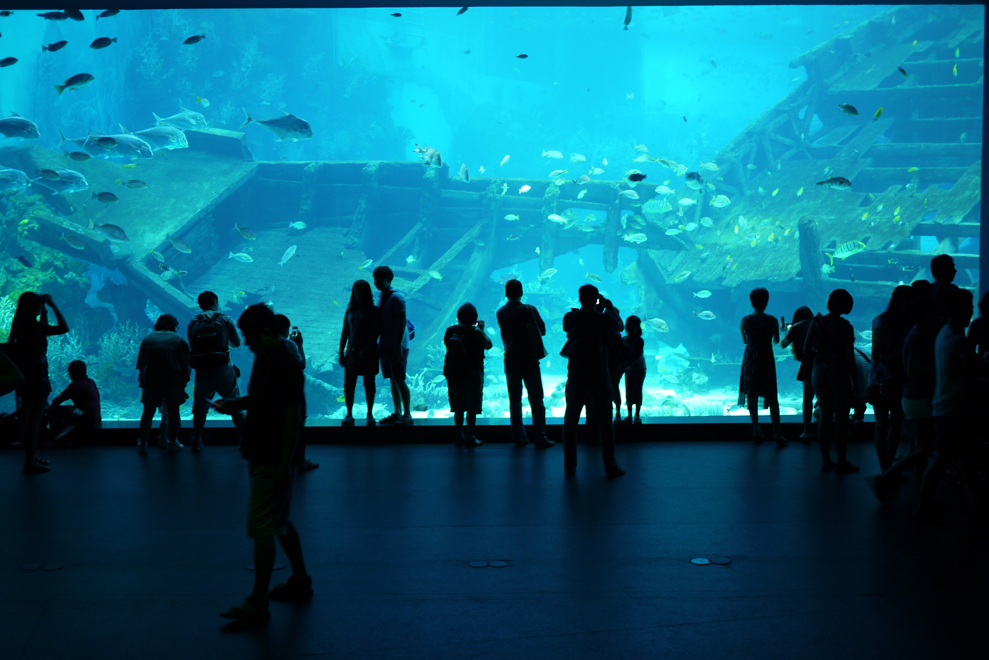 S.E.A. Aquarium Singapore